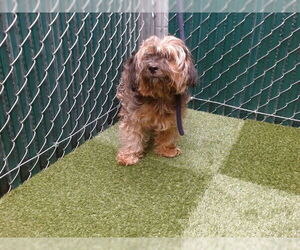 Shih-Poo Dogs for adoption in Downey, CA, USA
