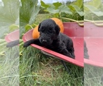 Small Photo #6 Aussiedoodle Puppy For Sale in RUSSELL, IA, USA