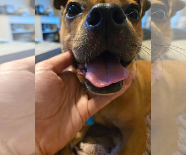 Medium Photo #7 Buggs Puppy For Sale in Garner, NC, USA