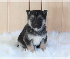 German Shepherd Dog-Siberian Husky Mix Puppy for sale in FREDERICKSBURG, OH, USA