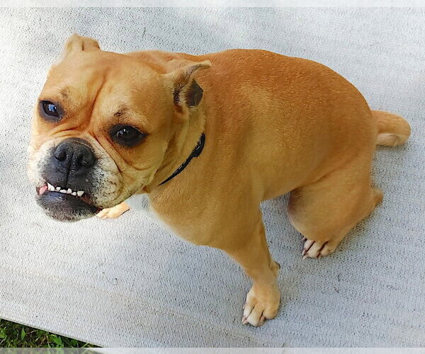 Medium Photo #4 Boston Terrier-Boxer Mix Puppy For Sale in Mount Airy, NC, USA