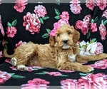 Small Photo #6 Goldendoodle Puppy For Sale in QUARRYVILLE, PA, USA