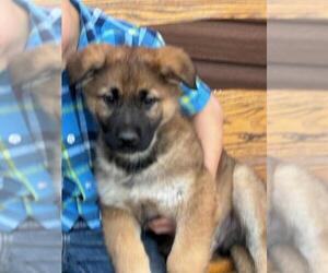 German Shepherd Dog Puppy for Sale in GREENWOOD, Wisconsin USA
