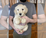 Small #5 Goldendoodle