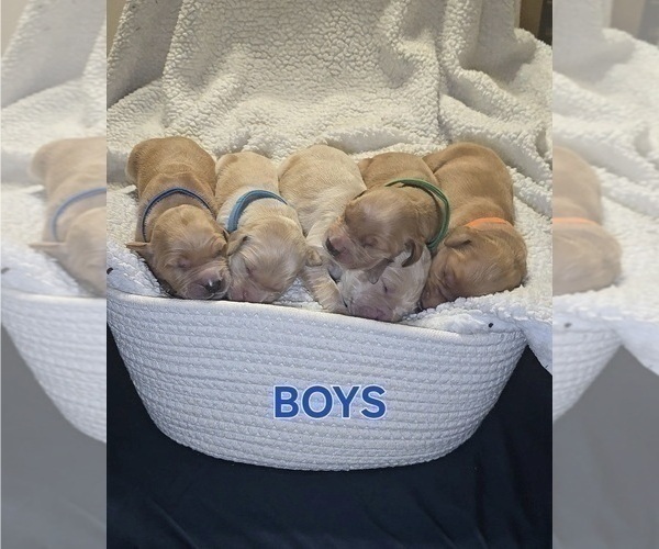 Medium Photo #1 Golden Irish-Golden Retriever Mix Puppy For Sale in DELAND, FL, USA