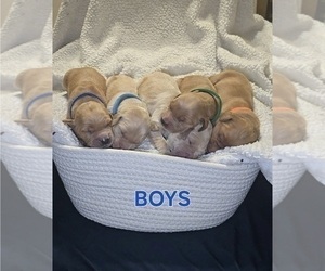 Golden Irish-Golden Retriever Mix Litter for sale in DELAND, FL, USA