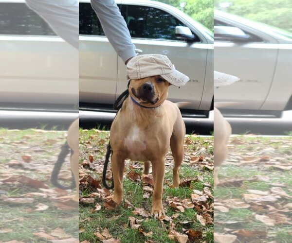 Medium Photo #11 Mutt Puppy For Sale in Columbus, IN, USA