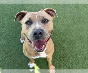 Mutt Dogs for adoption in Orange, CA, USA