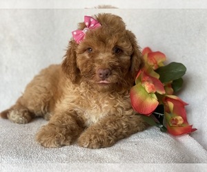 Goldendoodle-Poodle (Miniature) Mix Puppy for sale in CEDAR LANE, PA, USA