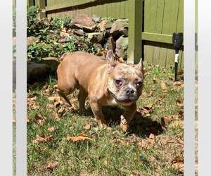 French Bulldog Dogs for adoption in Tenafly, NJ, USA