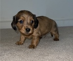 Small Photo #2 Dachshund Puppy For Sale in MECHANICSVILLE, VA, USA