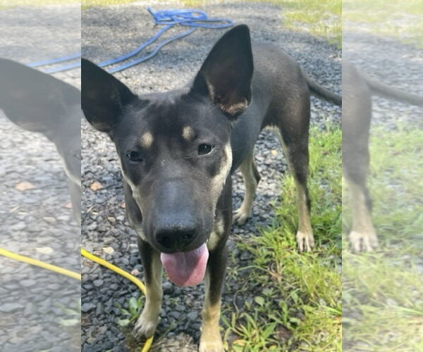 Medium Photo #1 Australian Kelpie-Unknown Mix Puppy For Sale in Pottstown, PA, USA
