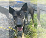 Molly - Female Australian Kelpie-Unknown Mix Dog for Adoption - Small photo