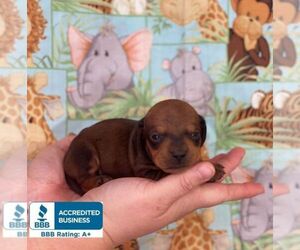 Dachshund Puppy for sale in WINNSBORO, LA, USA