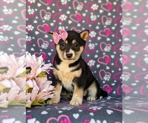 Shiba Inu Puppy for sale in PEACH BOTTOM, PA, USA