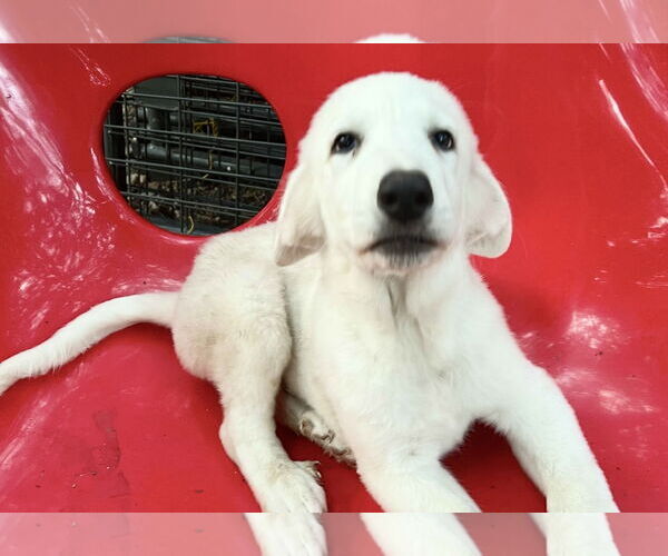 Medium Photo #3 Great Pyrenees Puppy For Sale in Spring, TX, USA