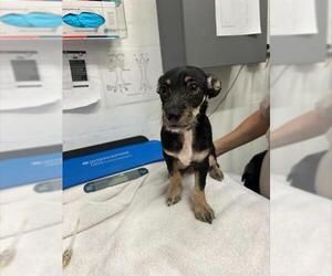 Chihuahua Dogs for adoption in Alameda, CA, USA