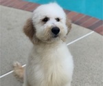 Small Photo #1 Goldendoodle Puppy For Sale in CHINO, CA, USA