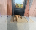 Small #2 Chow Chow Mix