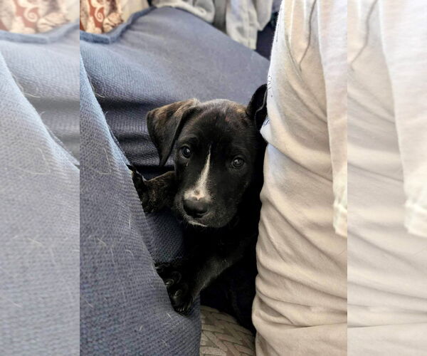 Medium Photo #29 American Staffordshire Terrier-Unknown Mix Puppy For Sale in Germantown, OH, USA