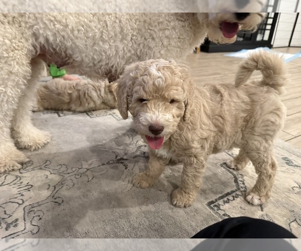 Medium Photo #5 Double Doodle Puppy For Sale in BULVERDE, TX, USA