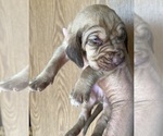 Small #3 Bloodhound