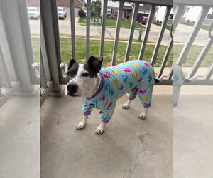 Carnation - Female American Pit Bull Terrier-Unknown Mix Dog for Adoption - Photo #26