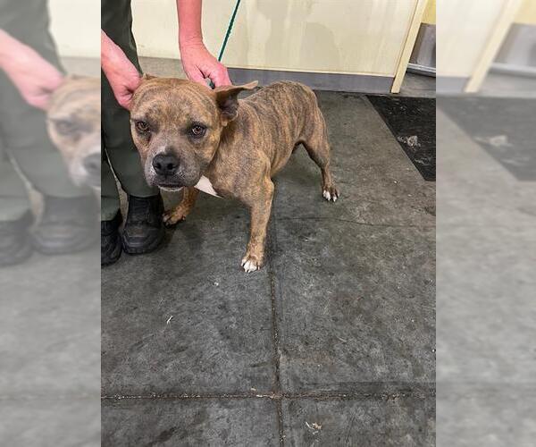 Medium Photo #1 American Pit Bull Terrier Puppy For Sale in Orange, CA, USA