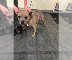 Medium American Pit Bull Terrier