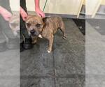 Small American Pit Bull Terrier