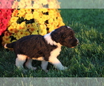Small Photo #4 Saint Berdoodle Puppy For Sale in EVART, MI, USA