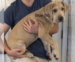 Small #1 Great Dane