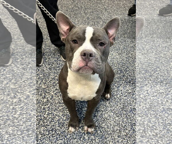 Medium Photo #4 Bulldog-Unknown Mix Puppy For Sale in Jackson , NJ, USA