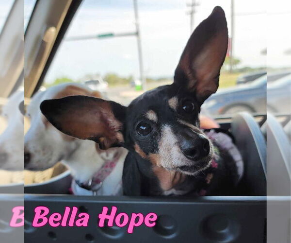 Medium Photo #33 Dachshund-Unknown Mix Puppy For Sale in San Antonio, TX, USA