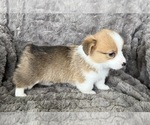 Puppy Birch Pembroke Welsh Corgi