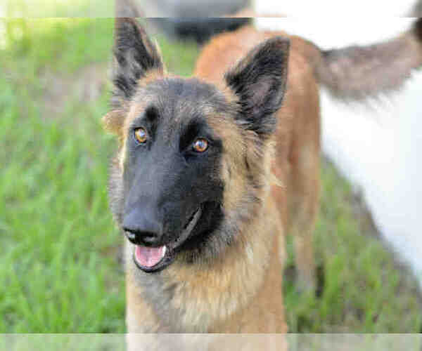 Medium Photo #1 Mutt Puppy For Sale in Fort Lauderdale, FL, USA