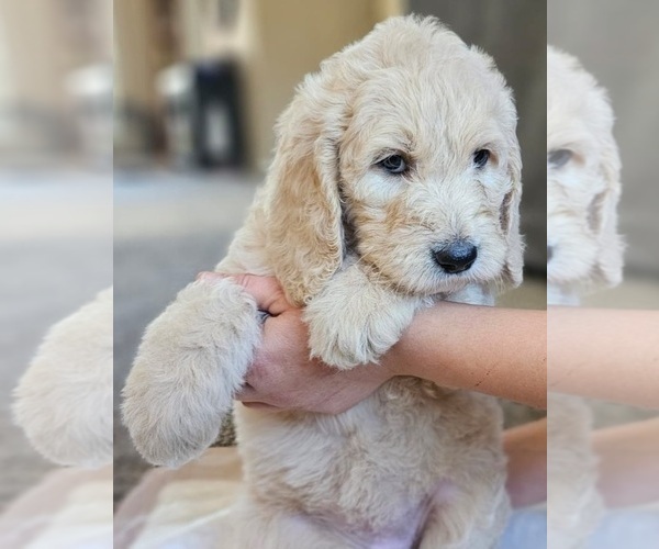 Medium Photo #23 Goldendoodle Puppy For Sale in KATY, TX, USA