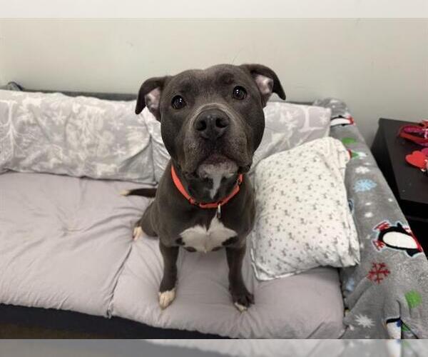 Medium Photo #1 American Pit Bull Terrier Puppy For Sale in Berkeley , CA, USA