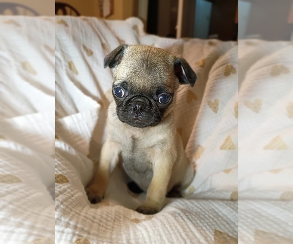Medium Photo #13 Pug Puppy For Sale in SAINT PAUL, MN, USA