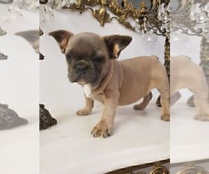 French Bulldog Puppy for sale in MIAMI, FL, USA