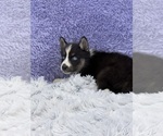 Small Photo #9 Siberian Husky Puppy For Sale in SANDY HOOK, KY, USA