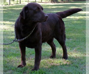 Mother of the Labrador Retriever puppies born on 07/16/2026