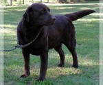 Small Photo #1 Labrador Retriever Puppy For Sale in WILSONS, VA, USA