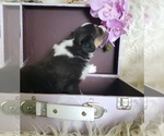 Small #7 Australian Shepherd