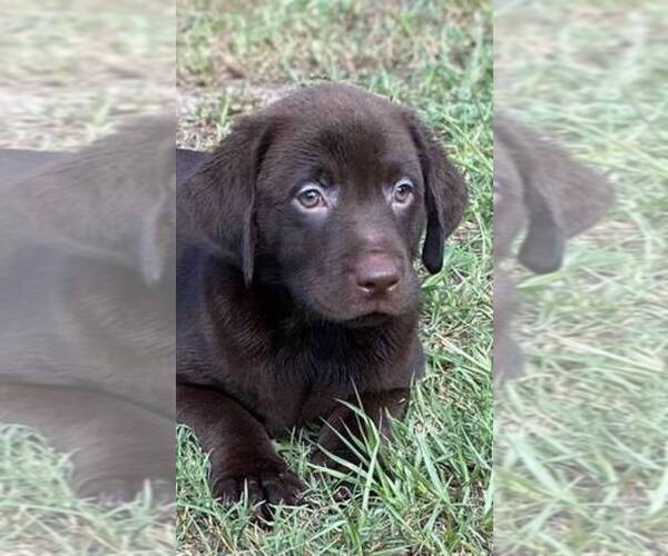 Medium Photo #2 Labrador Retriever Puppy For Sale in HIALEAH, FL, USA