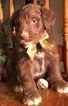 Small Photo #4 Aussiedoodle Puppy For Sale in ARBA, IN, USA