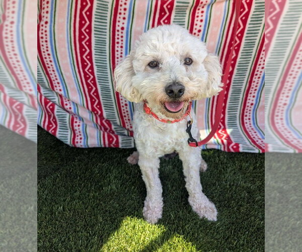 Medium Photo #2 Poochon Puppy For Sale in San Diego , CA, USA