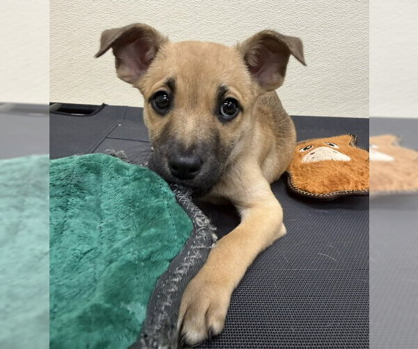 Medium Photo #3 Mutt Puppy For Sale in Jefferson, NJ, USA
