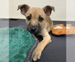 Small Photo #3 Mutt Puppy For Sale in Jefferson, NJ, USA