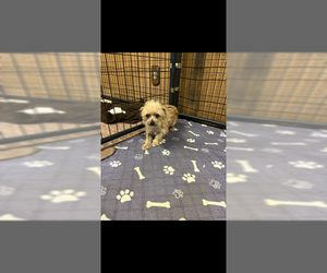 Pluto - Male Chihuahua Dog for Adoption - Photo #2